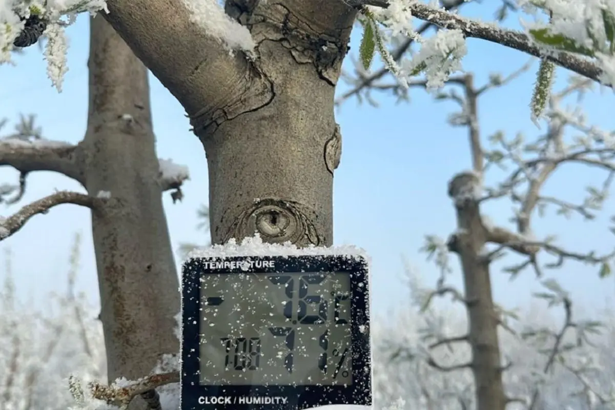 نیاز سرمایی نهال گردو؛ تأثیر سرمای زمستان بر جوانه‌زنی ارقام مختلف